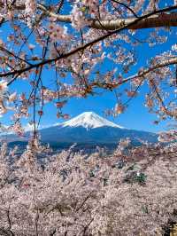 超人気桜スポット、新倉山浅間公園でスムーズにお花見をするポイント