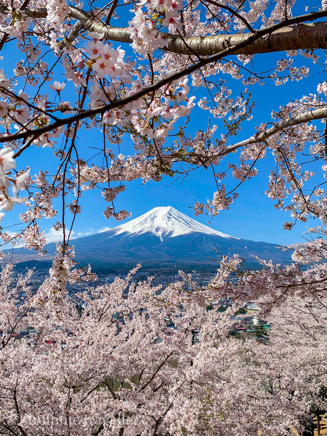 超人気桜スポット、新倉山浅間公園でスムーズにお花見をするポイント 超人気桜スポット、新倉山浅間公園でスムーズにお花見をするポイント