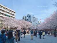 สัมผัสความงามของดอกซากุระริม Meguro River🌸