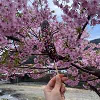 Kawazu Sakura festival in Japan