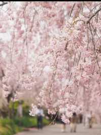愛知　枝垂れ桜の隠れた名所　東谷山フルーツパーク