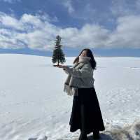 새하얀 눈위에 나무 한그루 🌲