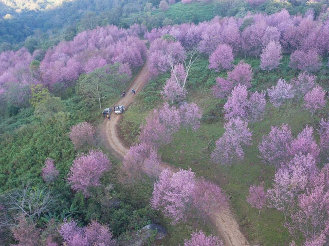 ภูลมโล หุบเขาสีชมพู