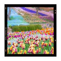 【櫻花2024】花咲山公園：粉色花朵綻放，帶你回憶神話般的山景