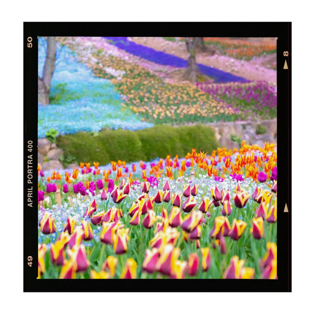【櫻花2024】花咲山公園：粉色花朵綻放，帶你回憶神話般的山景