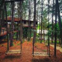 cedar ป่าสน cafe
