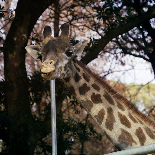 在動物園渡過美好放鬆的下午