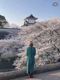 桜🌸×お城🏯×庭園🍃見逃したくない！金沢のお花見🌸 