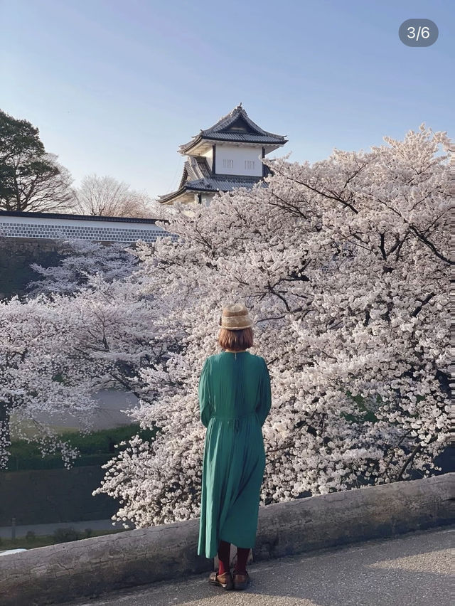 桜🌸×お城🏯×庭園🍃見逃したくない！金沢のお花見🌸 