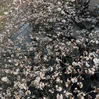 2024年4月2日東京目黑川櫻花