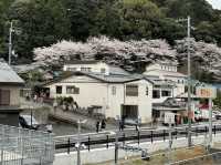 「山中溪駅」櫻花滿開，適合攝影發燒友，主要是遊人不多