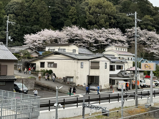 「山中溪駅」櫻花滿開，適合攝影發燒友，主要是遊人不多