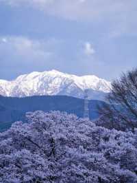 【長野・桜】まさに穴場の絶景✨リフレクションと残雪×桜はここ‼️