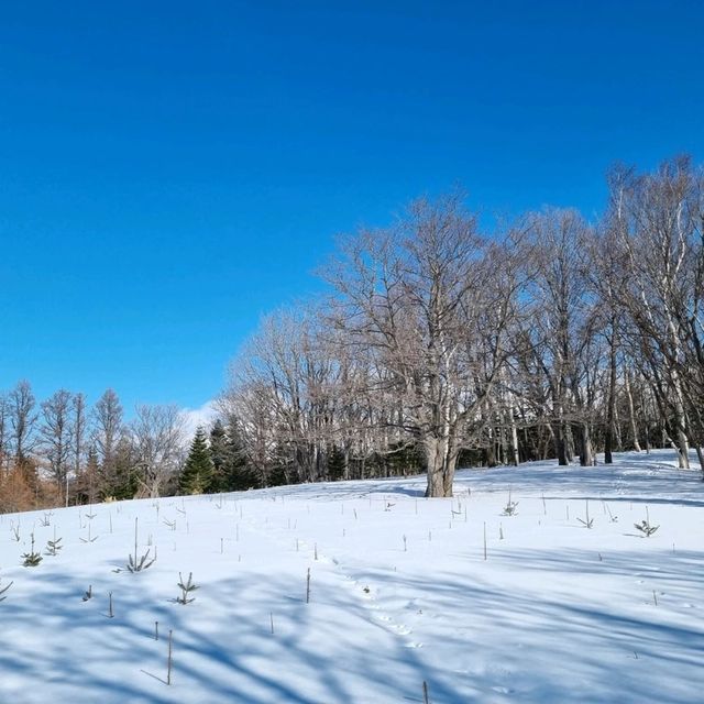 🏔ผจญภัยบนหิมะ ตามรอยสัตว์ป่าใน Shiretoko