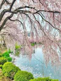 아름다운 벚꽃커튼을 원없이 볼수있는곳🌸
