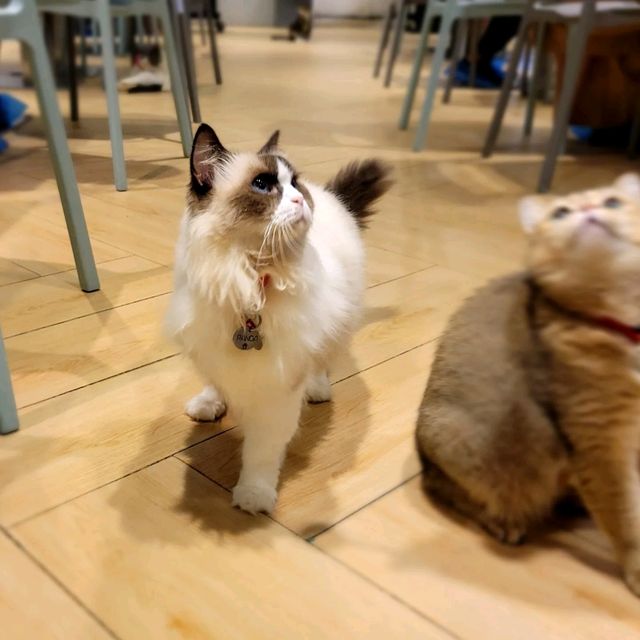 打卡超治癒貓Cafe🐱 品種繁多嘅貓貓😍