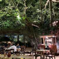 Dining under the grand Banyan Tree