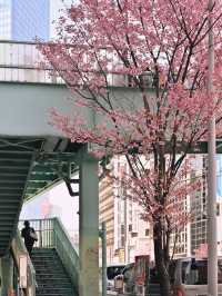 Cherry Blossom in Shibuya Tokyo 🌸🇯🇵