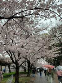 大阪城公園～必去免費賞櫻地點🌸