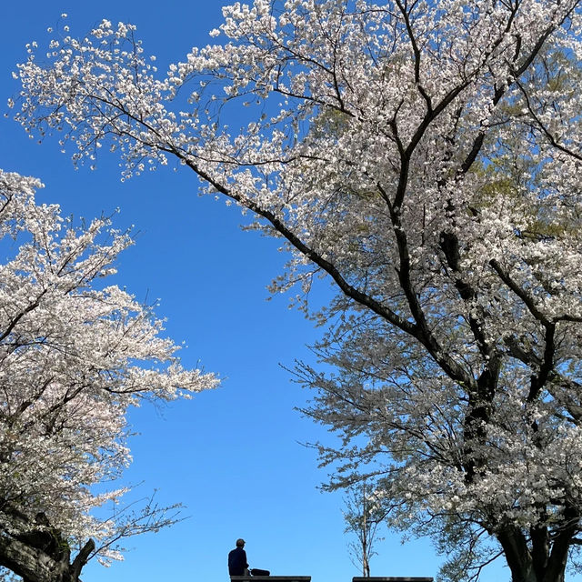 「黑河公園：春日賞櫻，人生樂事」