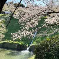 【日韓春天好去處】上田公園：絕景櫻花
