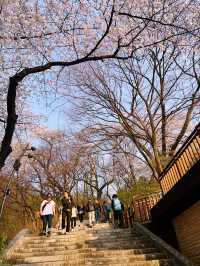 Namsan Park in South Korea 🇰🇷🌸