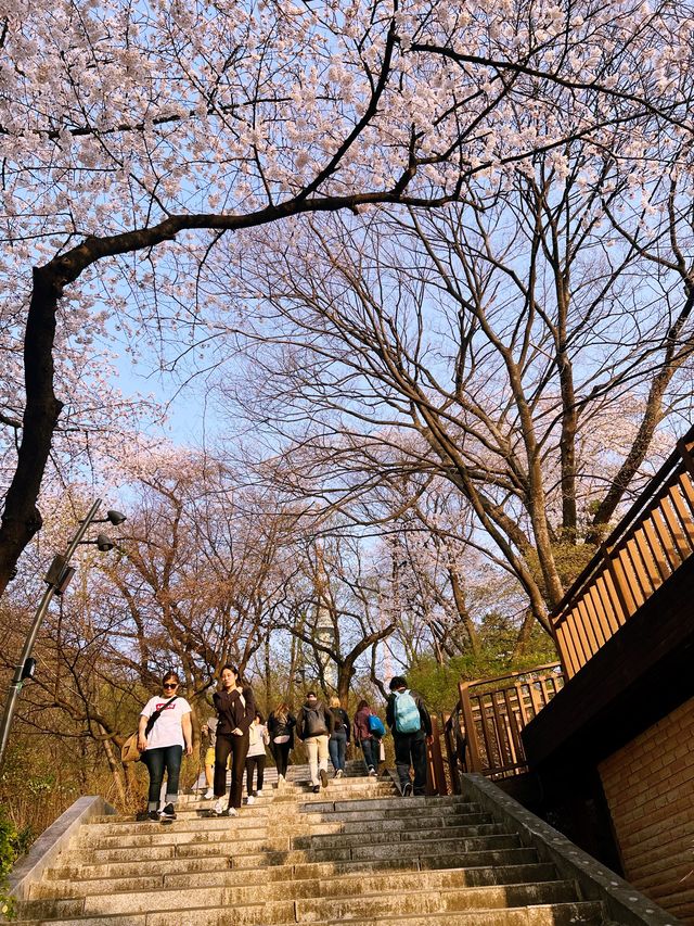 Namsan Park in South Korea 🇰🇷🌸