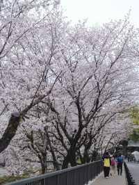 Kumamoto Castle จุดชมชากุระสวยๆ บานสะพรั่ง