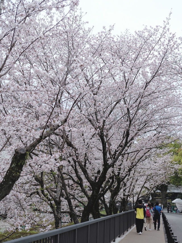 Kumamoto Castle จุดชมชากุระสวยๆ บานสะพรั่ง