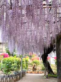【箭弓稲荷神社/埼玉県】格式ある神社のぼたん園
