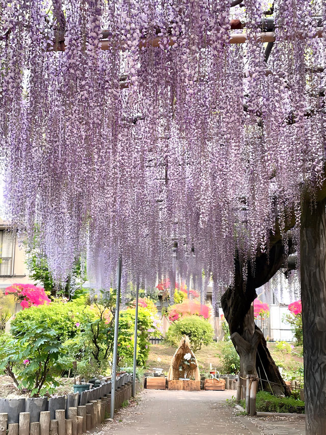 【箭弓稲荷神社/埼玉県】格式ある神社のぼたん園
