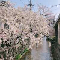 2024 벚꽃은 일본 교토에서 🌸