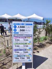  Nemophila Festival งานเทศกาลดอกไม้โอซาก้า