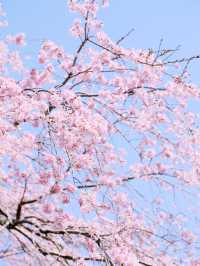【栃木】樹齢200年の枝垂れ桜