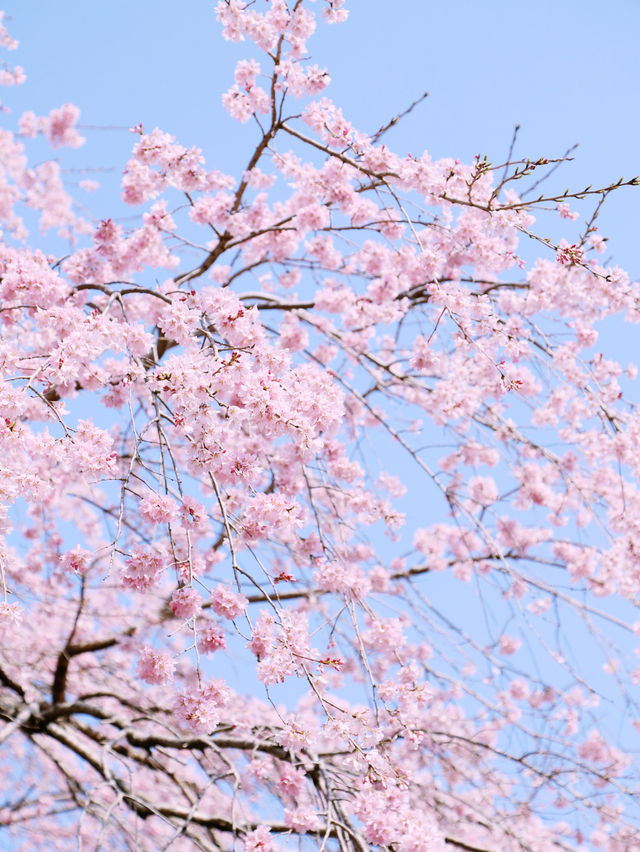【栃木】樹齢200年の枝垂れ桜