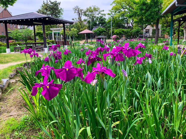 เทศกาลชมดอกไม้เมืองชิริว(花じょうぶまつり)💐🪻