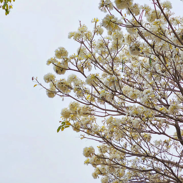 澳門花城公園：自然禪境～漫步放鬆