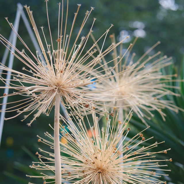 下田公園：春天好去處