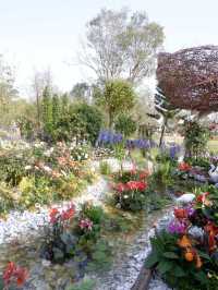深圳賞花，大灣區花展