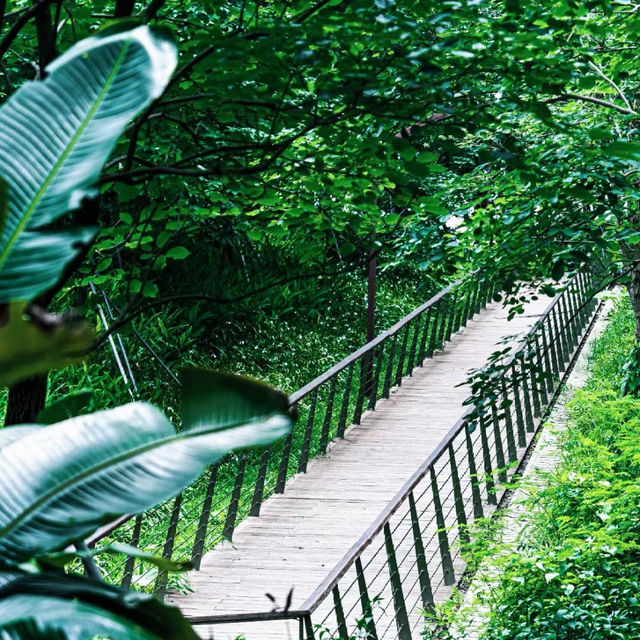 臺北象山步道：城市中的自然寧靜，俯瞰高樓大廈與綠意盎然的獨特景緻