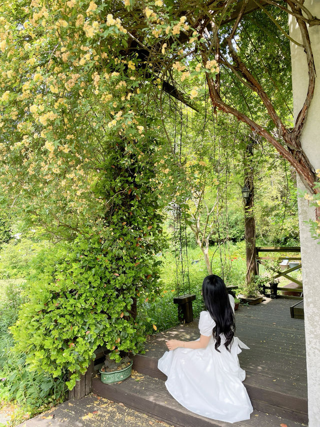 🌼여수에서 제일 예쁜 목향장미 포토존!!!