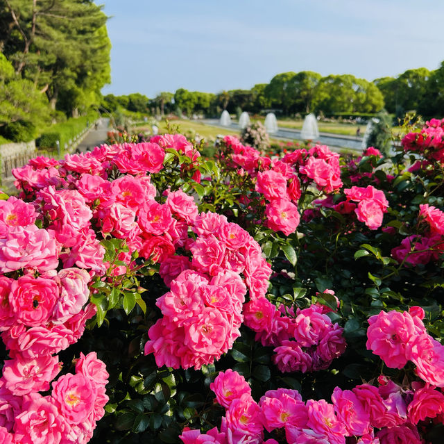 須磨離宮公園（バラ園・花しょうぶ園・あじさい園）