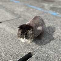 【愛媛】フェリーで行く猫の島🐈
