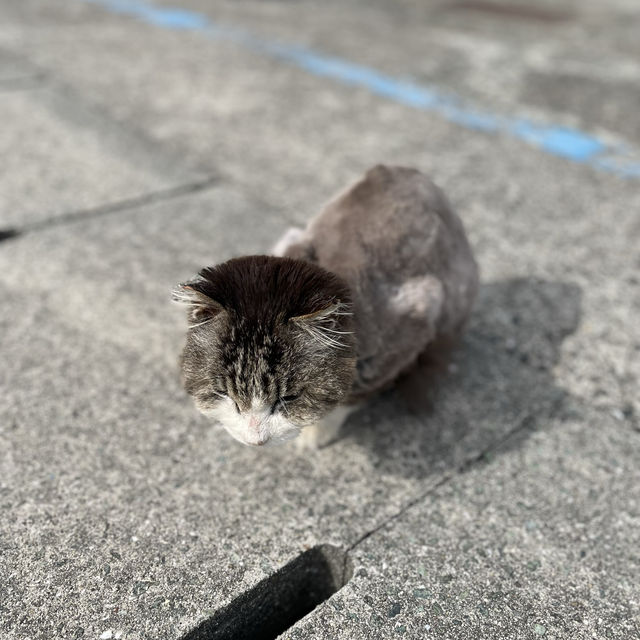 【愛媛】フェリーで行く猫の島🐈