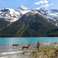 jasper national park canada 