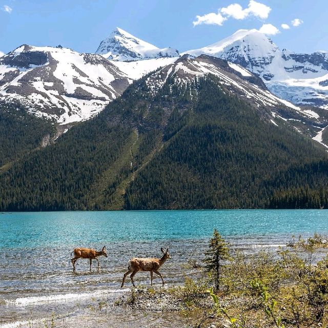 jasper national park canada 