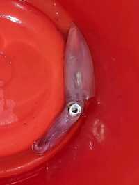 釣墨魚