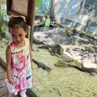 Alligator 🐊 Farm at St Augustine establish 1800