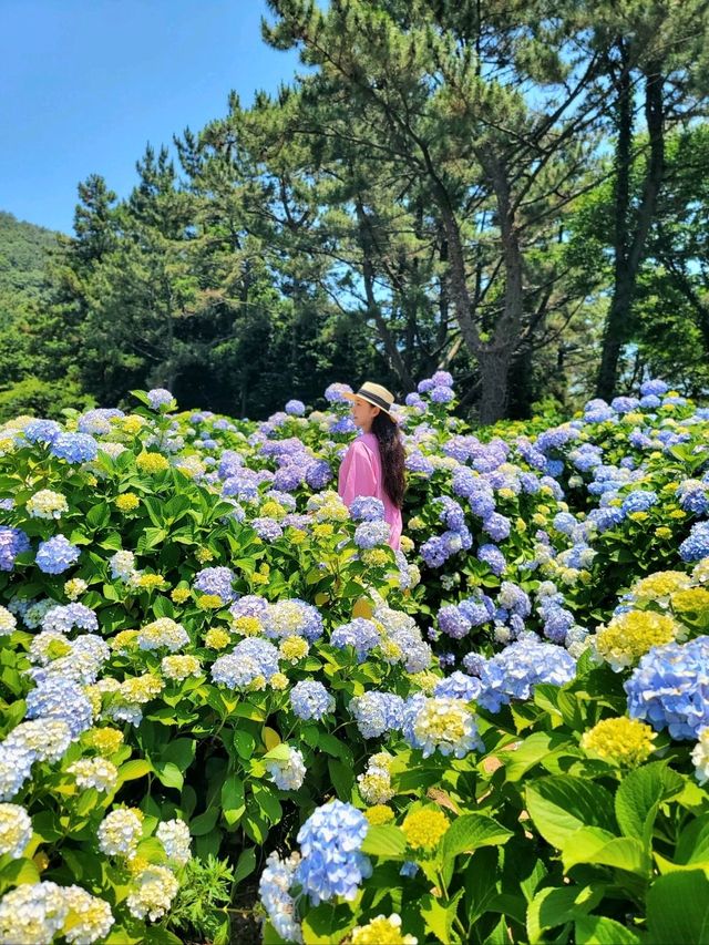 올해 특히 더 예쁘게 만개한 썬트리팜 수국💙
