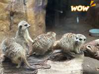 【美國🇺🇸芝加哥】☀️免費入場☀️林肯公園動物園，觀賞動物，適合全天遊玩